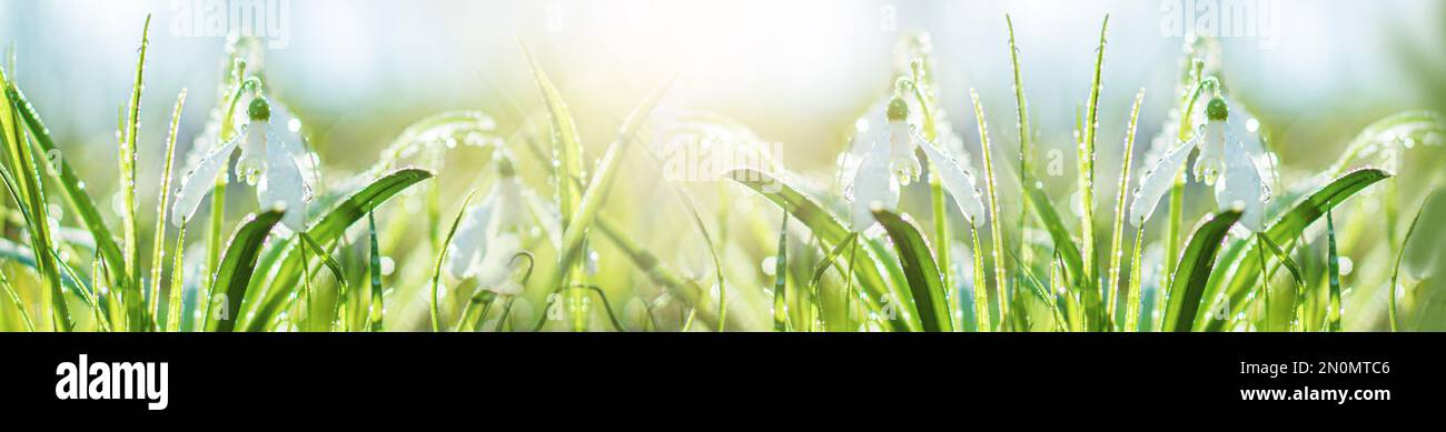 Blurred art banner spring flowering white in sunshine, Common Snowdrop flowers with Water Drops in Spring Forest. Galanthus nivalis on banner. Easter Stock Photo
