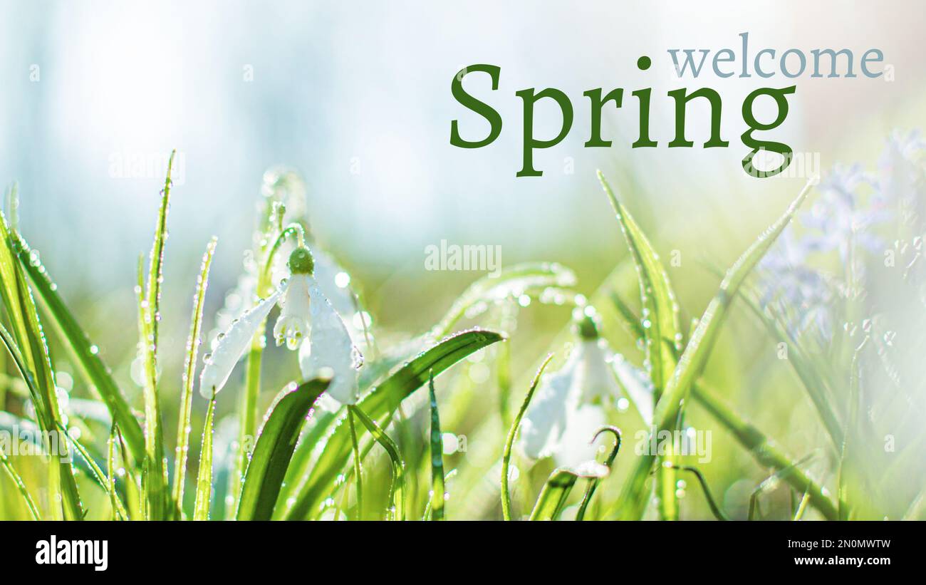 Text Welcome Spring spring flowering white in sunshine, Common Snowdrop flowers with Water Drops in Spring Forest. Galanthus nivalis on banner. Easter Stock Photo