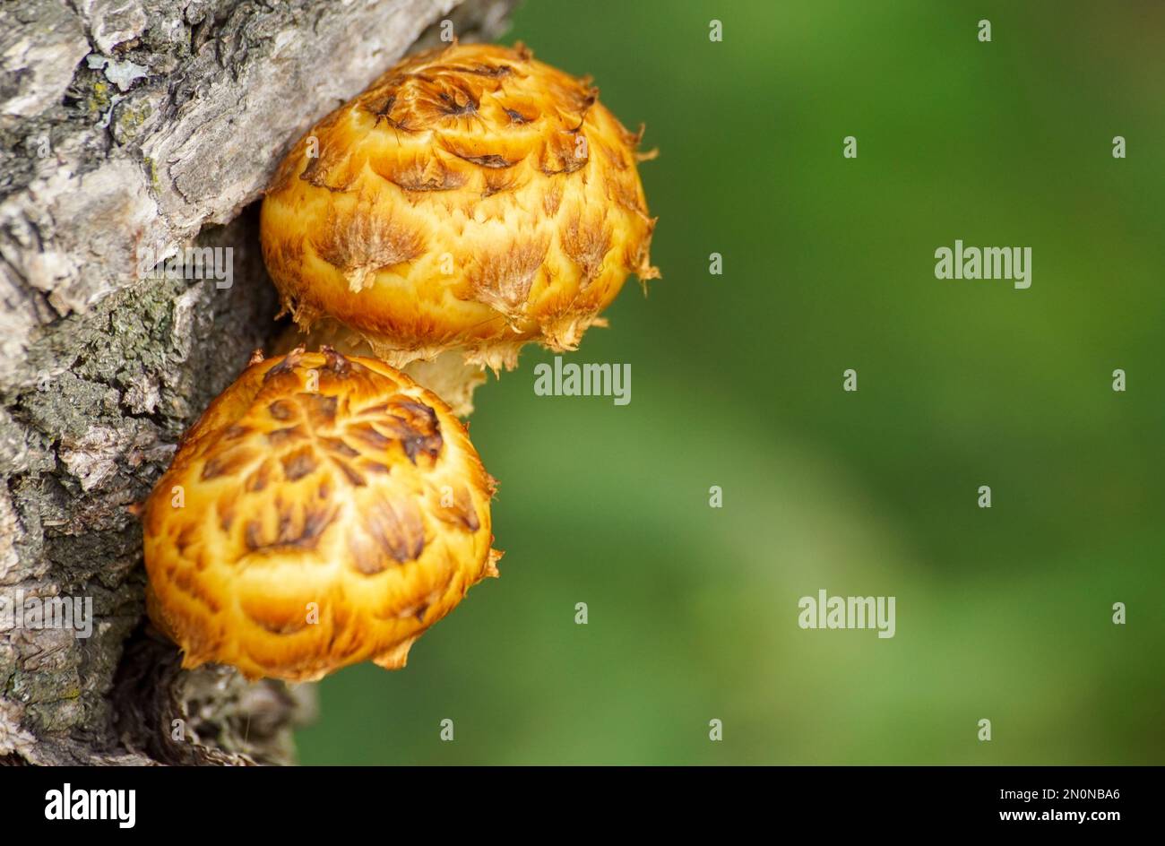 Little tree growing up hi-res stock photography and images - Alamy