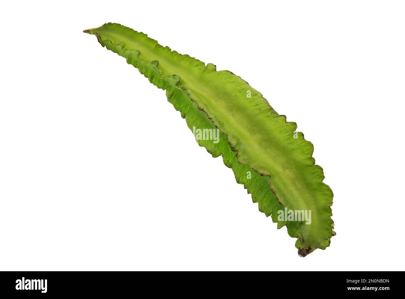 Winged bean, Psophocarpus tetragonolobus, is a tropical herbaceous legume plant widely used in South Asia. Stock Photo