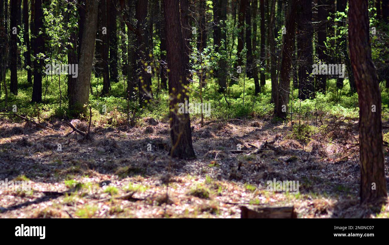 Forest trees. nature green wood sunlight backgrounds Stock Photo - Alamy