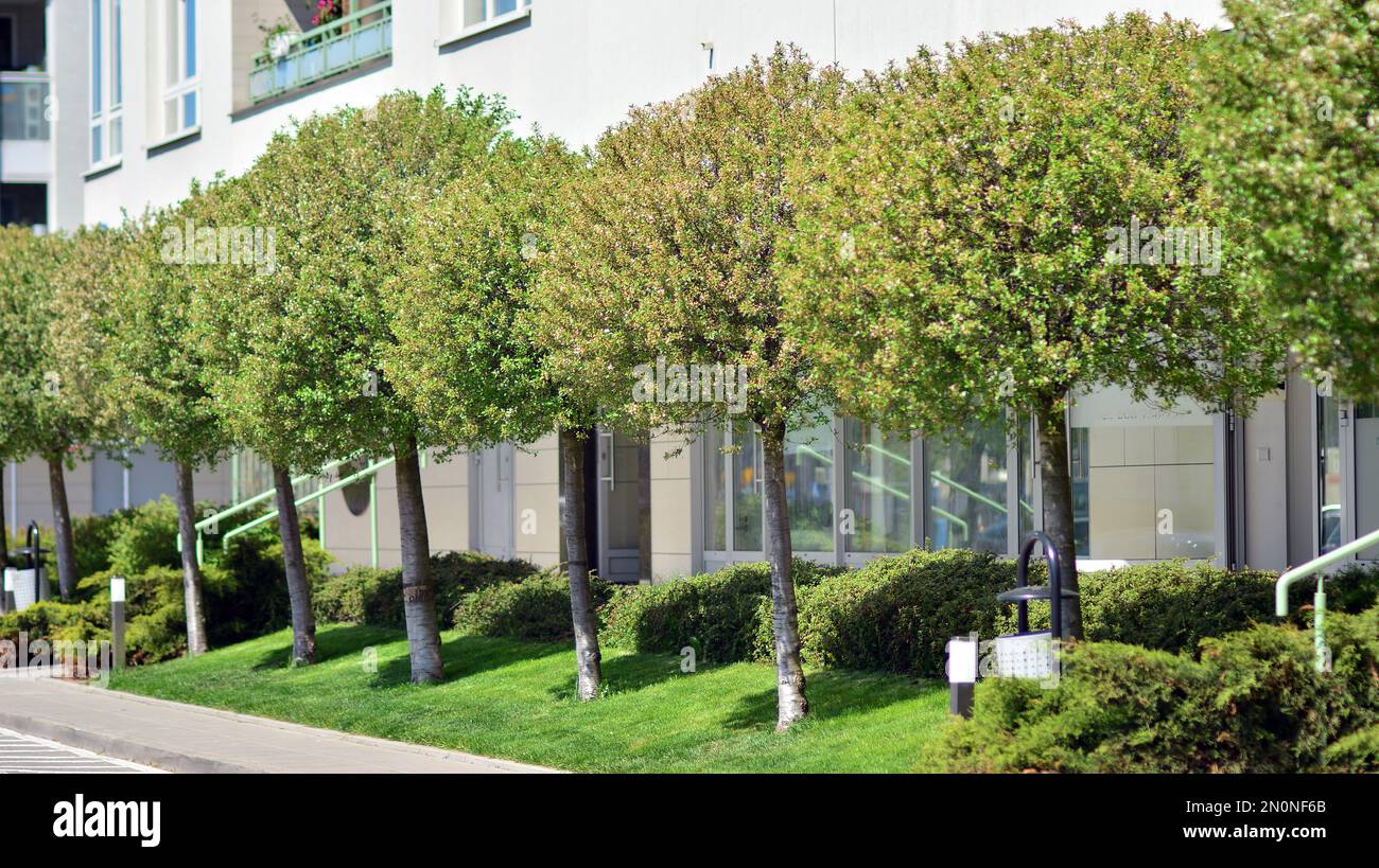 Modern residential building with new apartments in a green residential ... - Bungalows Turned Green Apartments