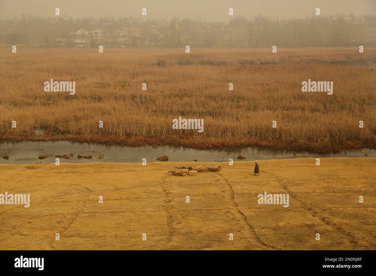 In this Dec. 4, 2015 photo, a Kashmiri shepherd herds sheep near a