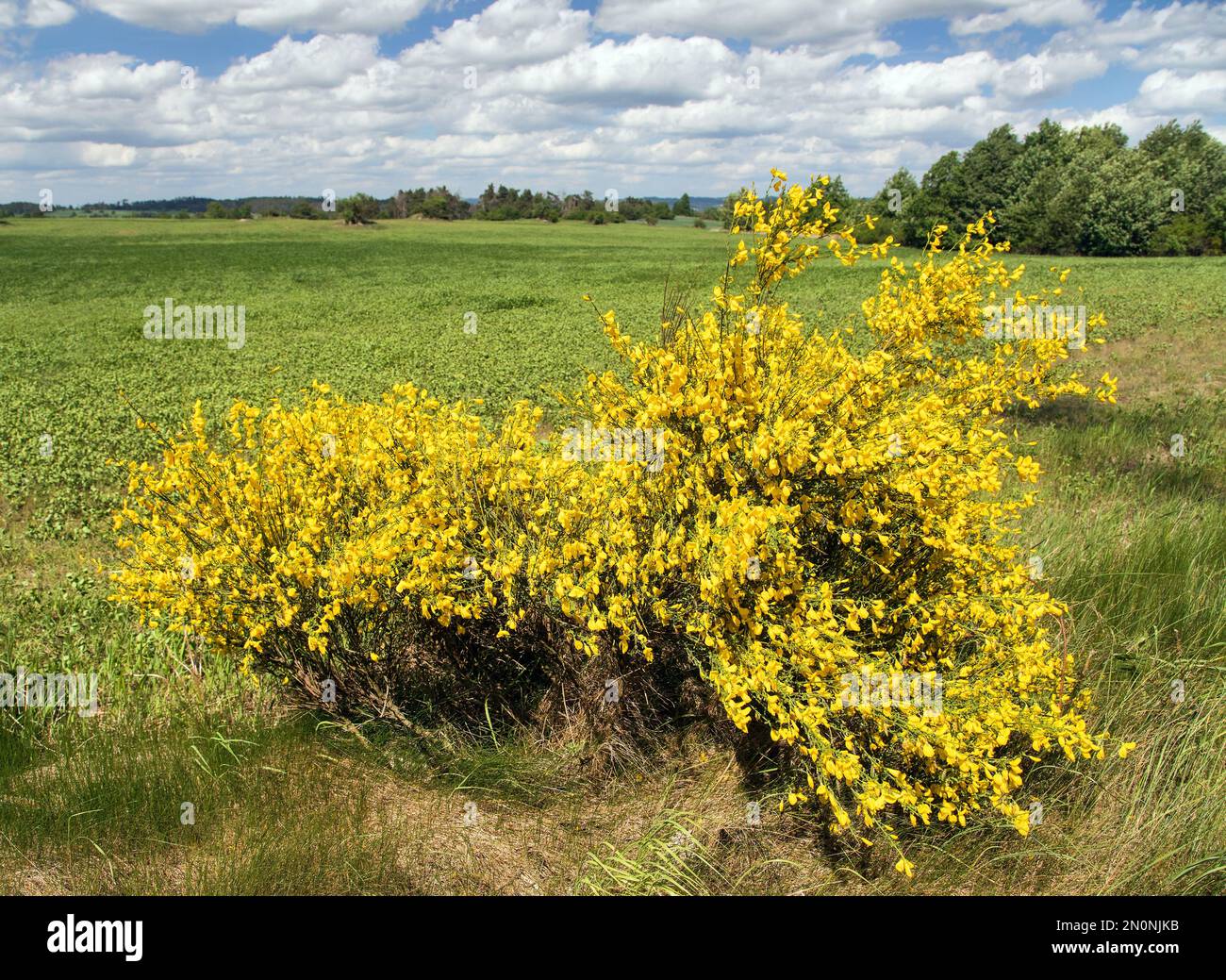 Cytisus scoparius, the common broom or Scotch broom yellow flowering in