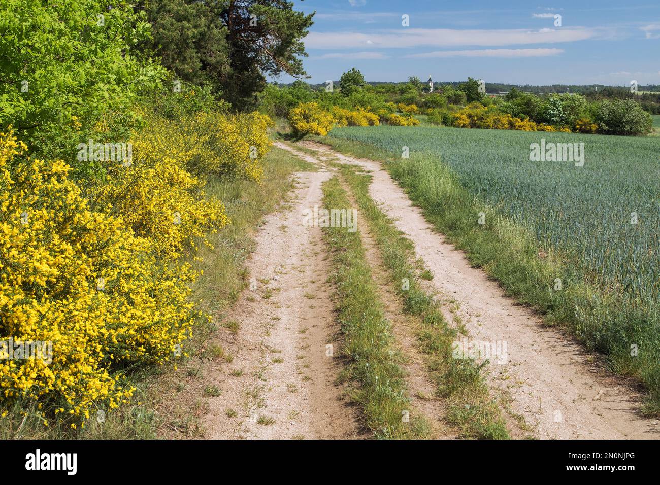 Cytisus scoparius, the common broom or Scotch broom yellow flowering in