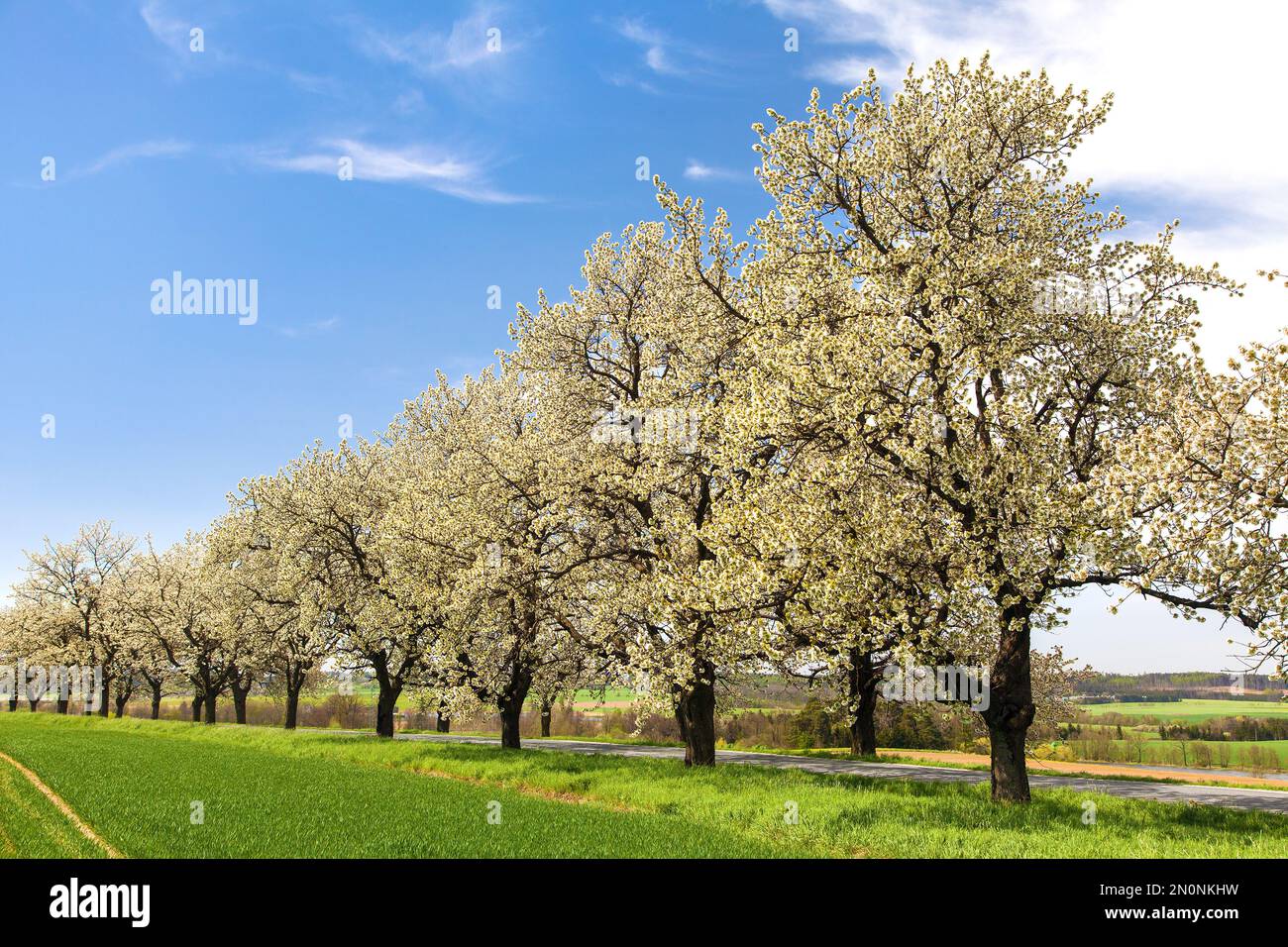 green field, road and alley of flowering cherry trees in latin Prunus cerasus with beautiful sky. White colored flowering cherrytree Stock Photo