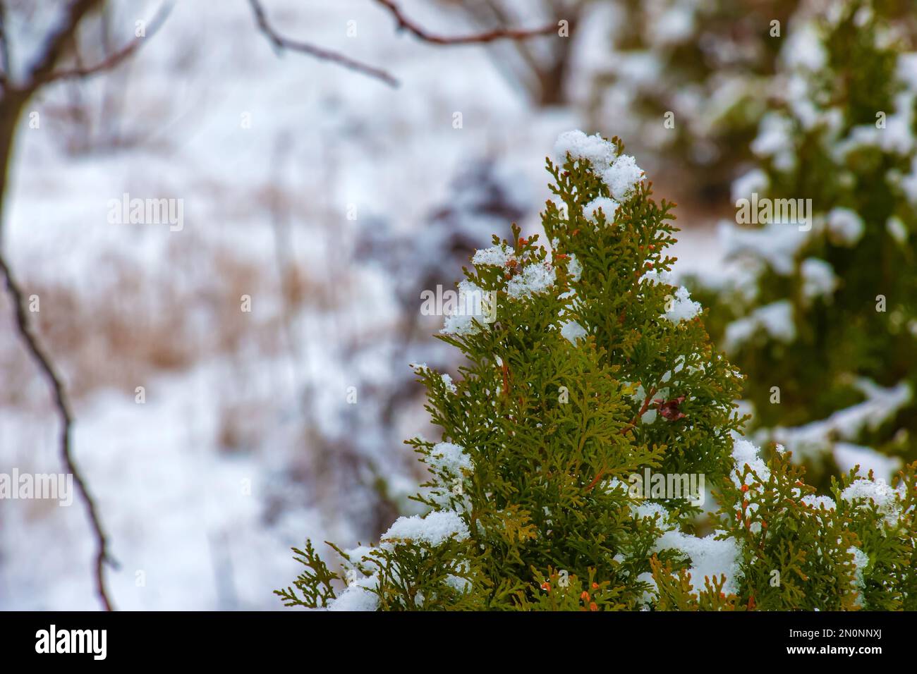 Thuja in the snow. Thuja orientalis Aurea Nana in winter. Green thuja bushes covered with white snow. Stock Photo