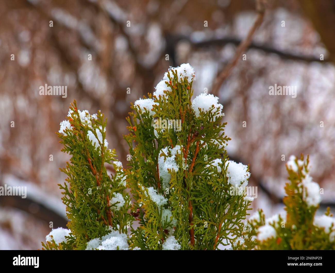 Thuja in the snow. Thuja orientalis Aurea Nana in winter. Green thuja bushes covered with white snow. Stock Photo
