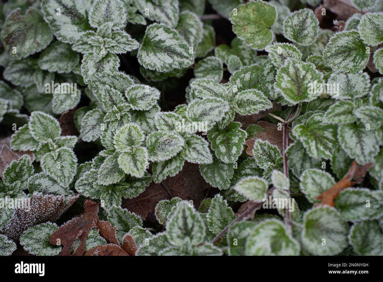 A top view of green Plectranthus forsteri plants in the park in the winter Stock Photo