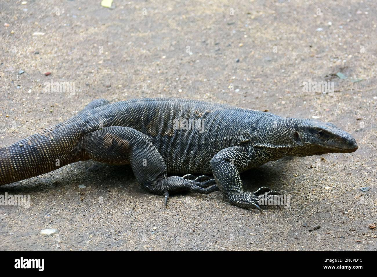Bengal monitor, common Indian monitor, Bengalenwaran, Varanus