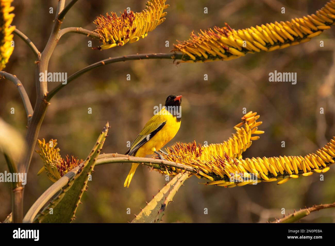 A black-headed Oirole,Oriolus larvatus, perches amongst the aloes. Stock Photo