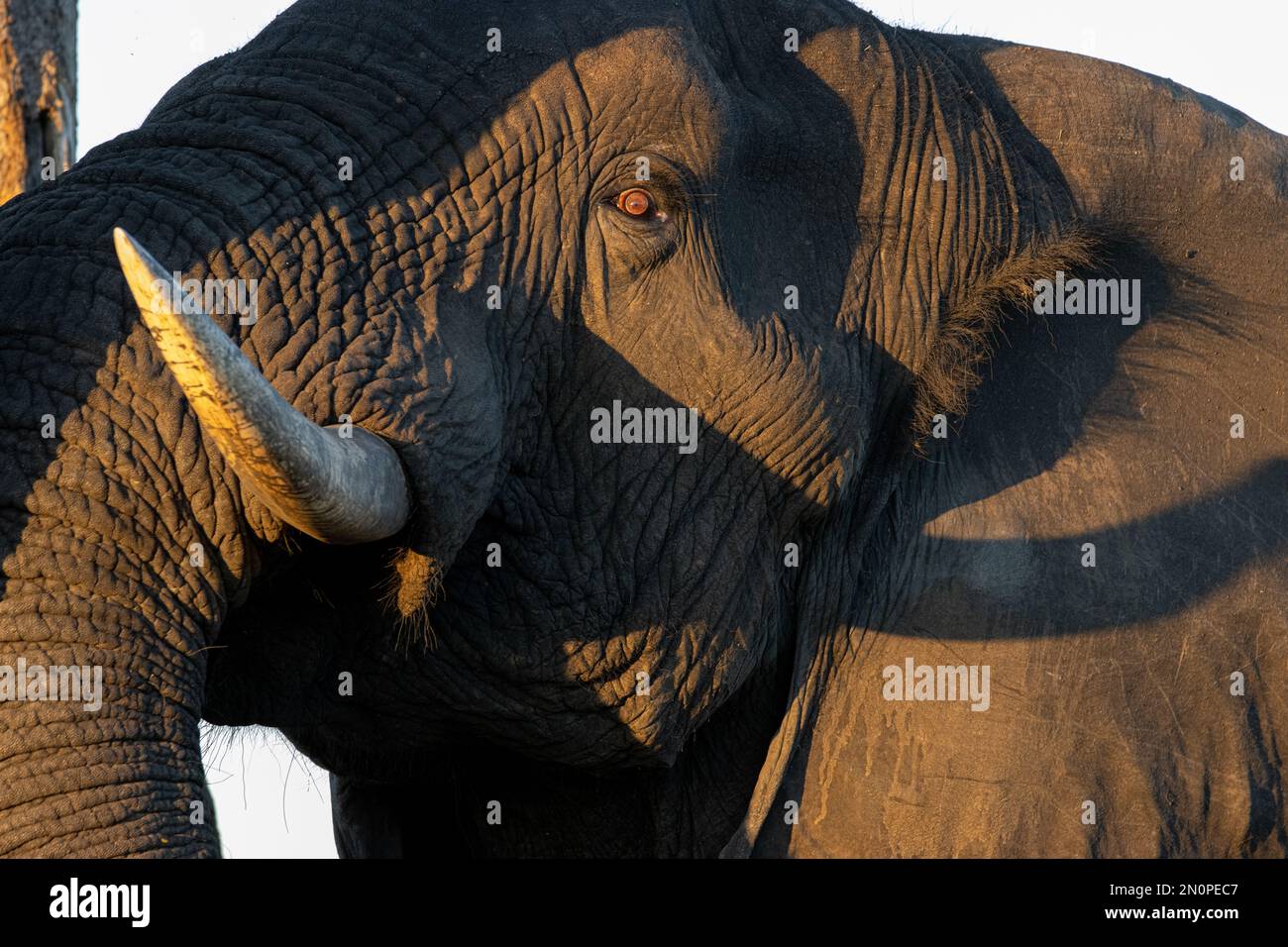 A close-up of an elephant bull,Loxodonta africana. Stock Photo