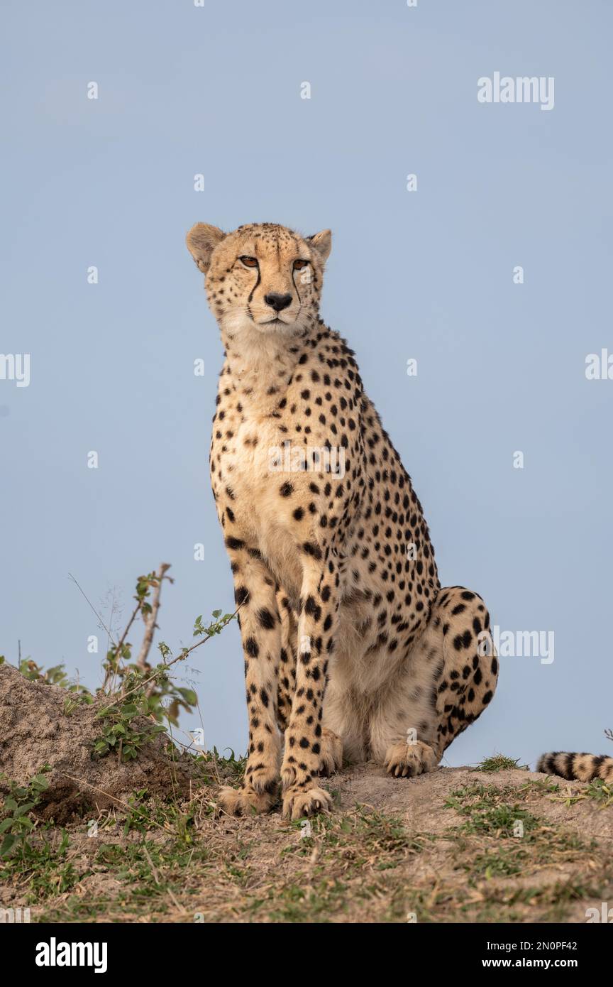 Acinonyx jubatus, a young cheetah seated on a mound. Stock Photo