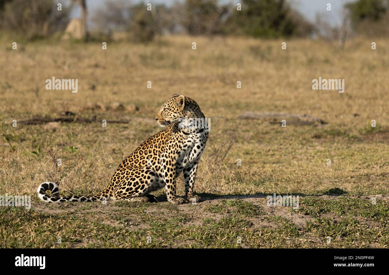 A leopard, Panthera pardus, sits in the grass and glances backward. Stock Photo