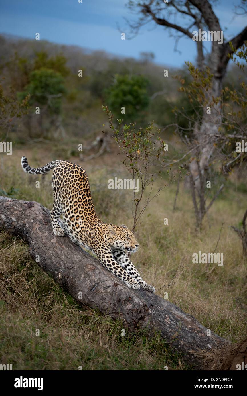 A leopard, Panthera Pardus, stretches on a tree trunk. Stock Photo