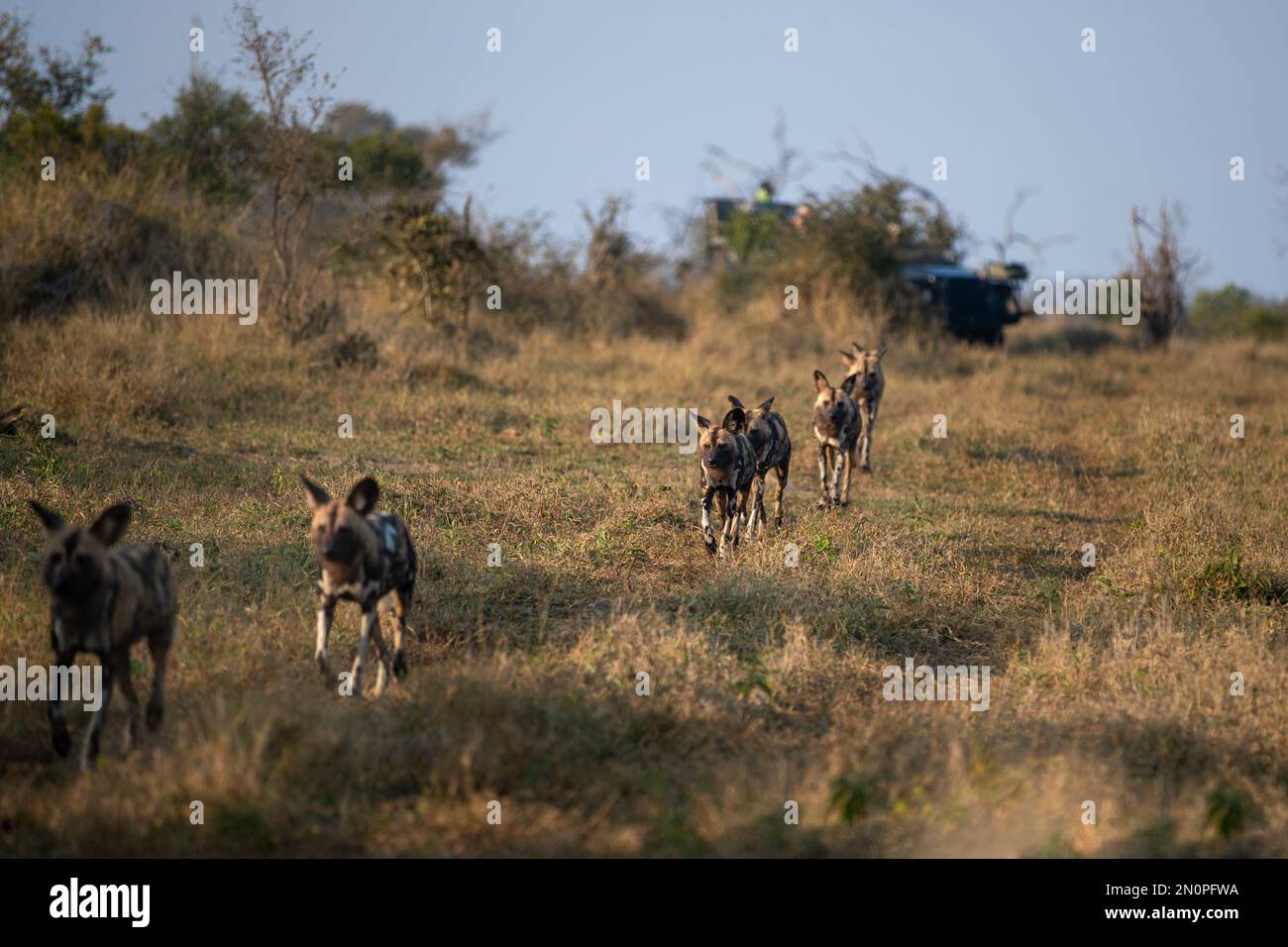 A pack of wild dogs, Lycaon pictus, run together through the grass. Stock Photo