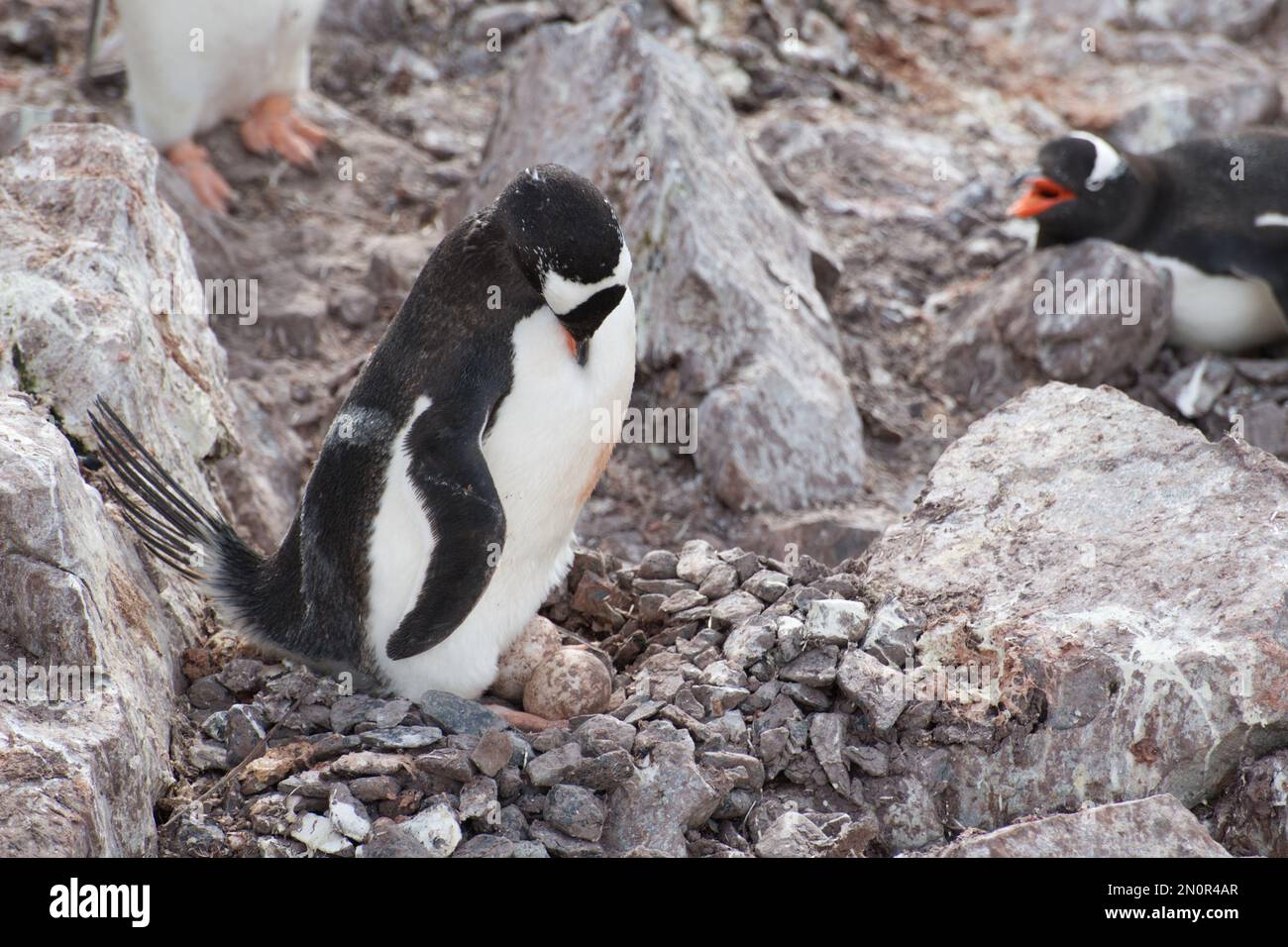 Gentoo Penguins nesting on Cuverville Island - Antarctica Stock Photo