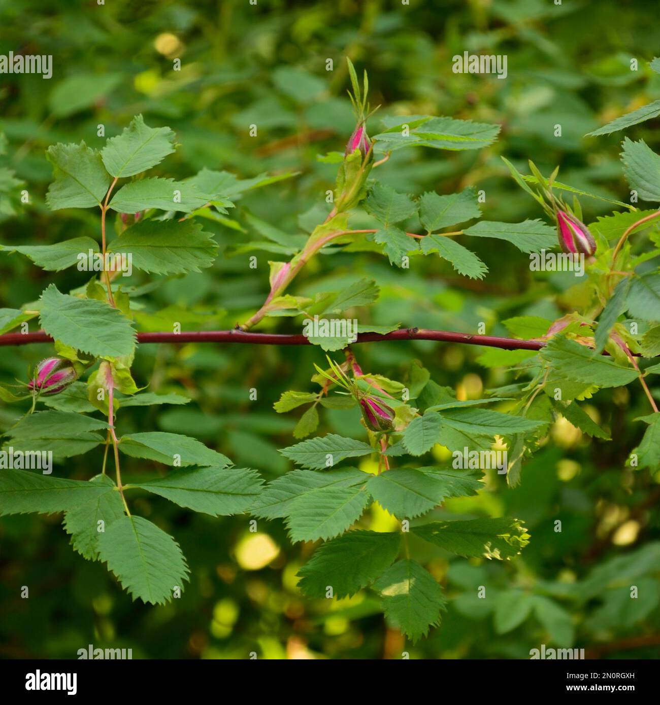 Bright pink California Wildrose perennial shrub rosa californica flower