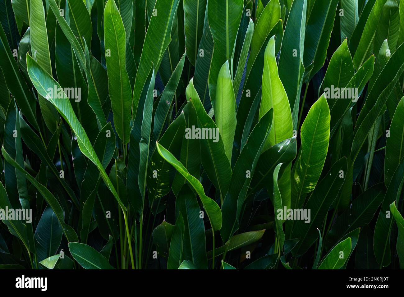 The green tropical leaves background Stock Photo - Alamy