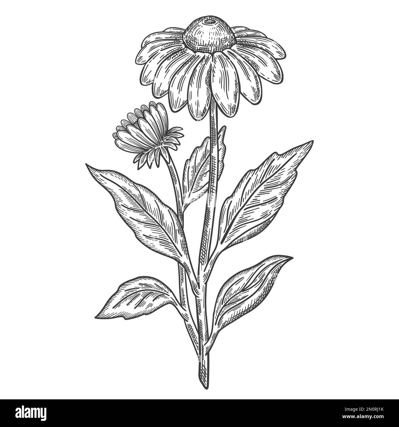 Echinacea Stock Vector Images Alamy
