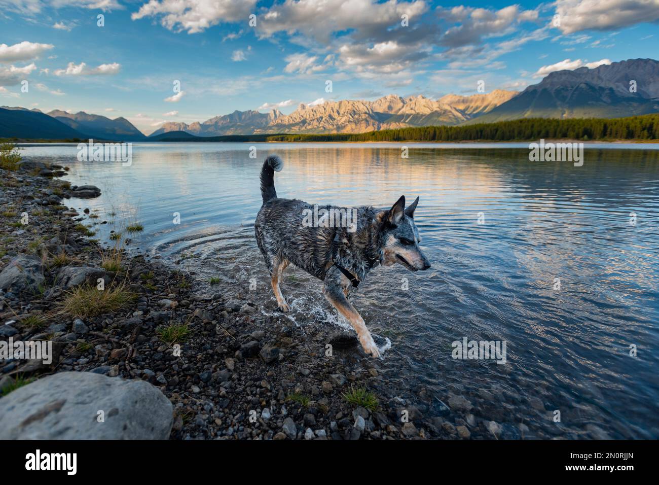 Lakeshore views of the Canadian Rocky Mountain, Interlakes Campground