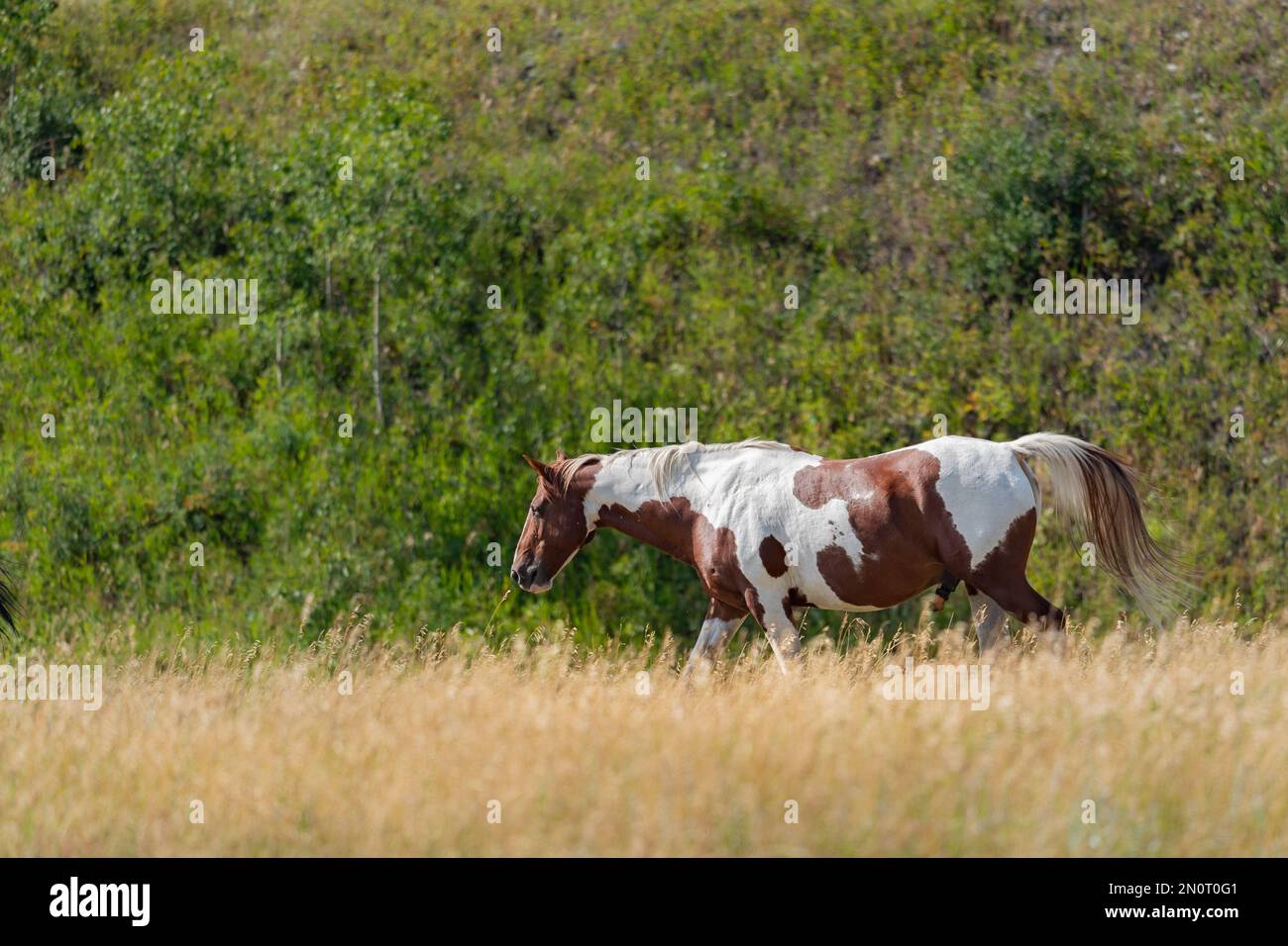 Painted horse grazing in the foothills of the rocky mountains Stock Photo