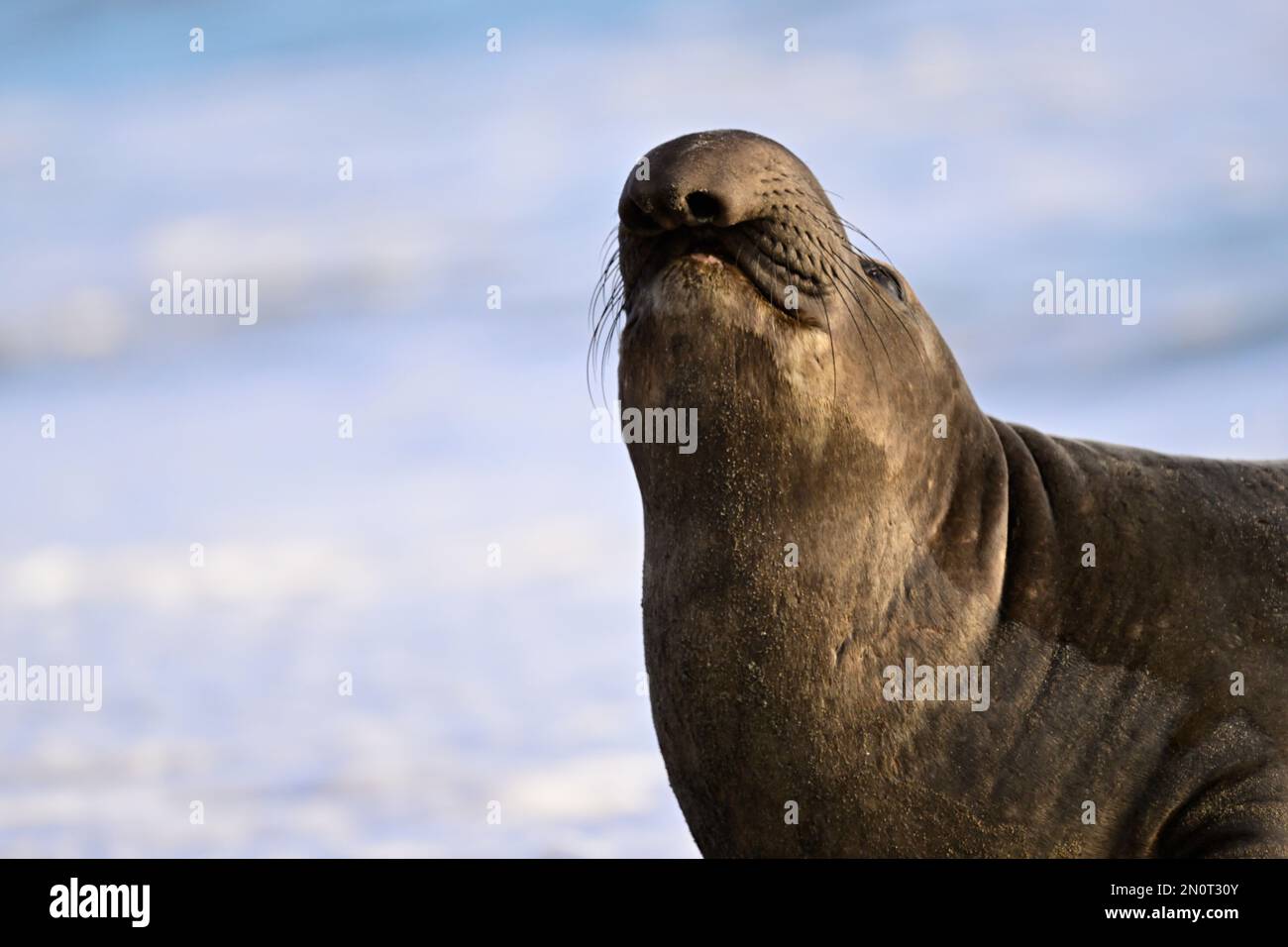 Northern Elephant Seal at Año Nuevo State Park Beach, California Stock Photo