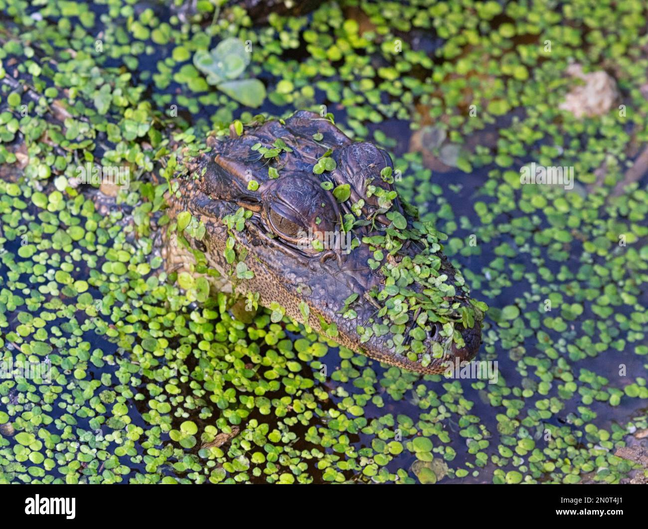 Baby american alligator (Alligator missisipiens) covered with Lemna Stock Photo