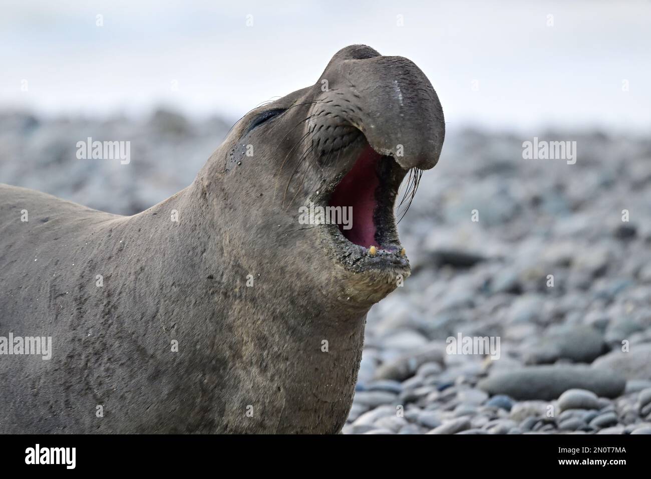 Northern Elephant Seal at Año Nuevo State Park Beach, California Stock Photo