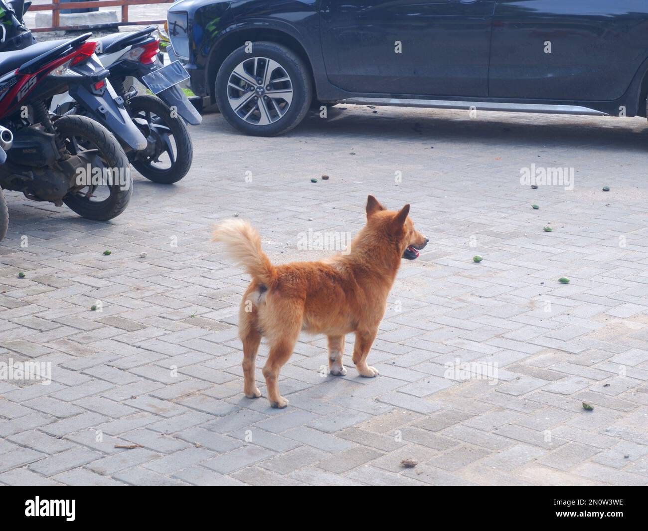 Stray brown dog in the parking lot Stock Photo - Alamy