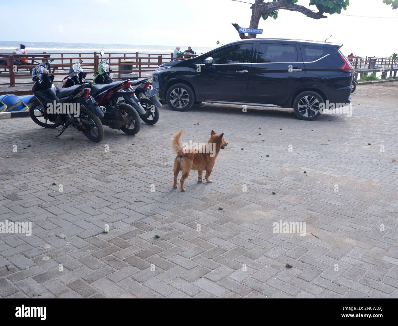 Stray brown dog in the parking lot Stock Photo - Alamy