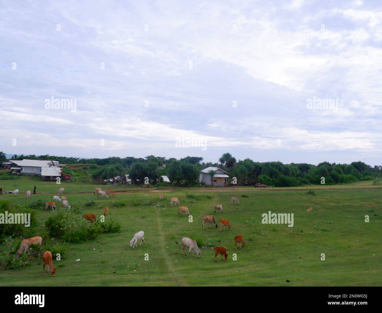 A group of cows eating on the green pasture , Green scenery, Green ...