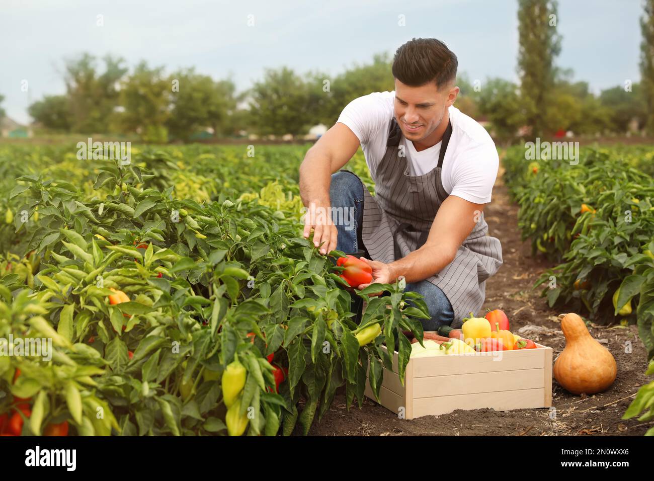 Hand harvesting green pepper from hi-res stock photography and images ...