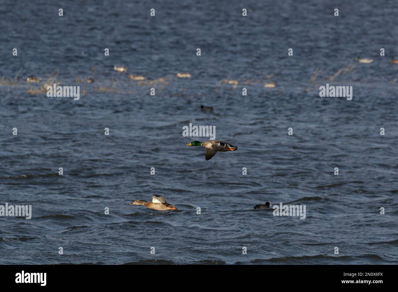 Mallard ducks in flight over wetlands Stock Photo