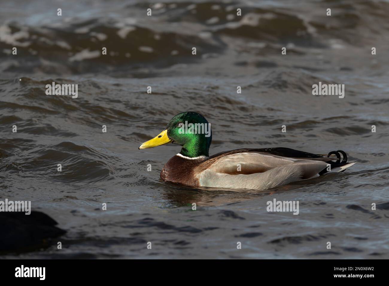 Mallard duck drake swmimming in the water Stock Photo