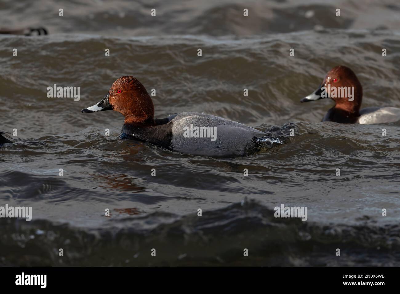 Pochard ducks on wetlands Stock Photo