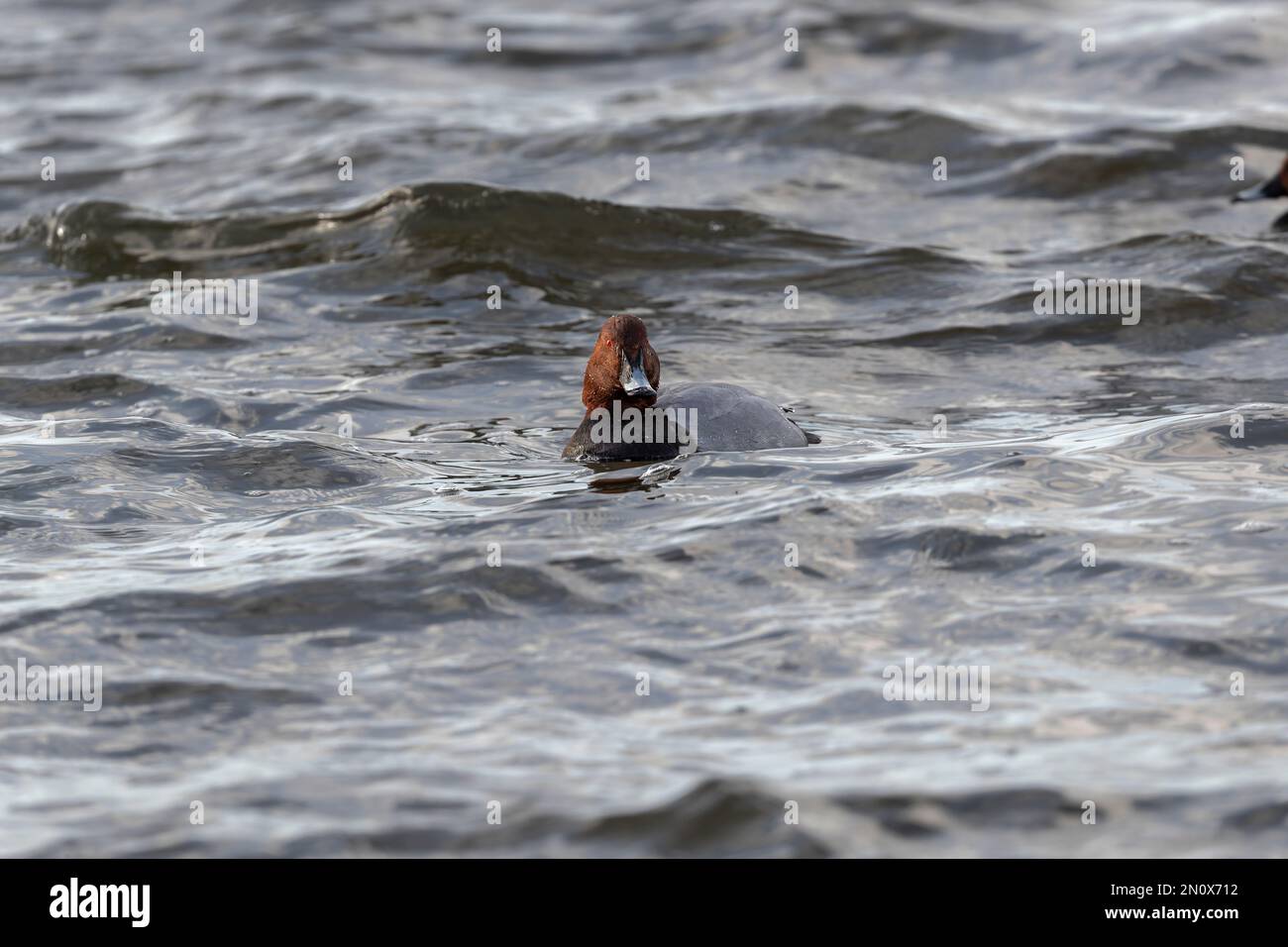 Pochard duck swimming ahead on wetlands water Stock Photo