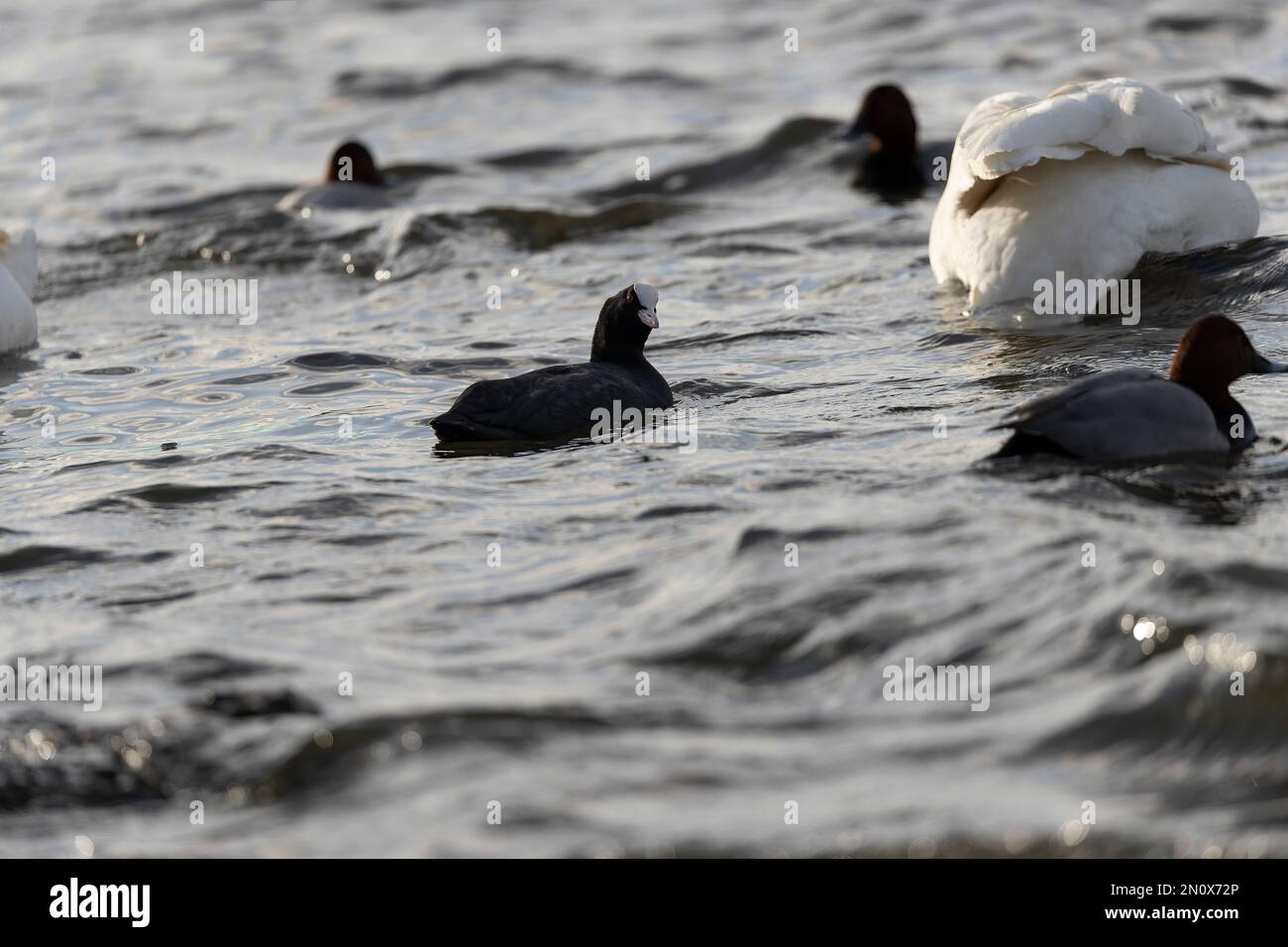 Coot swimming on wetlands Stock Photo