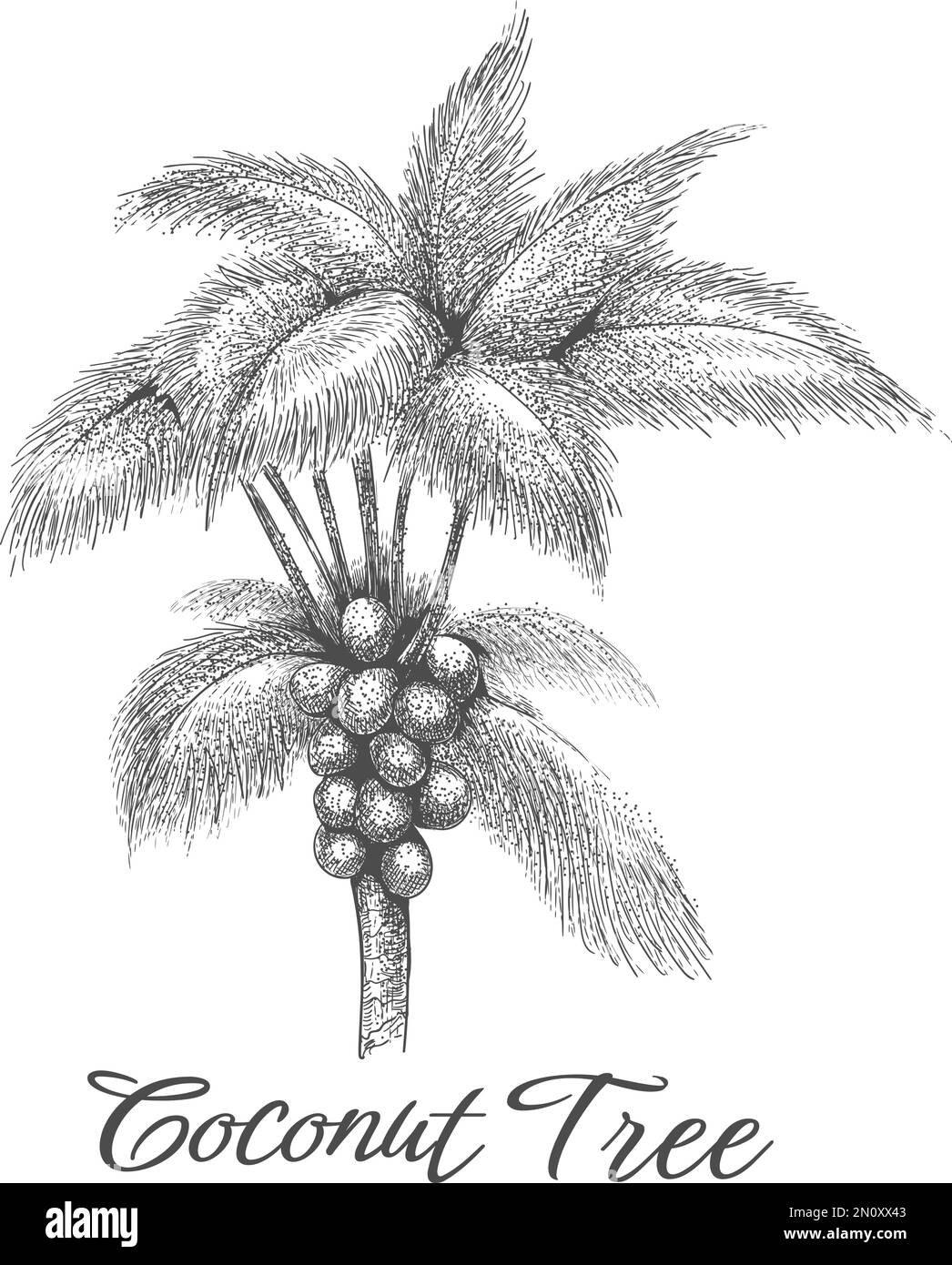 Coconut palm tree sketch Stock Vector