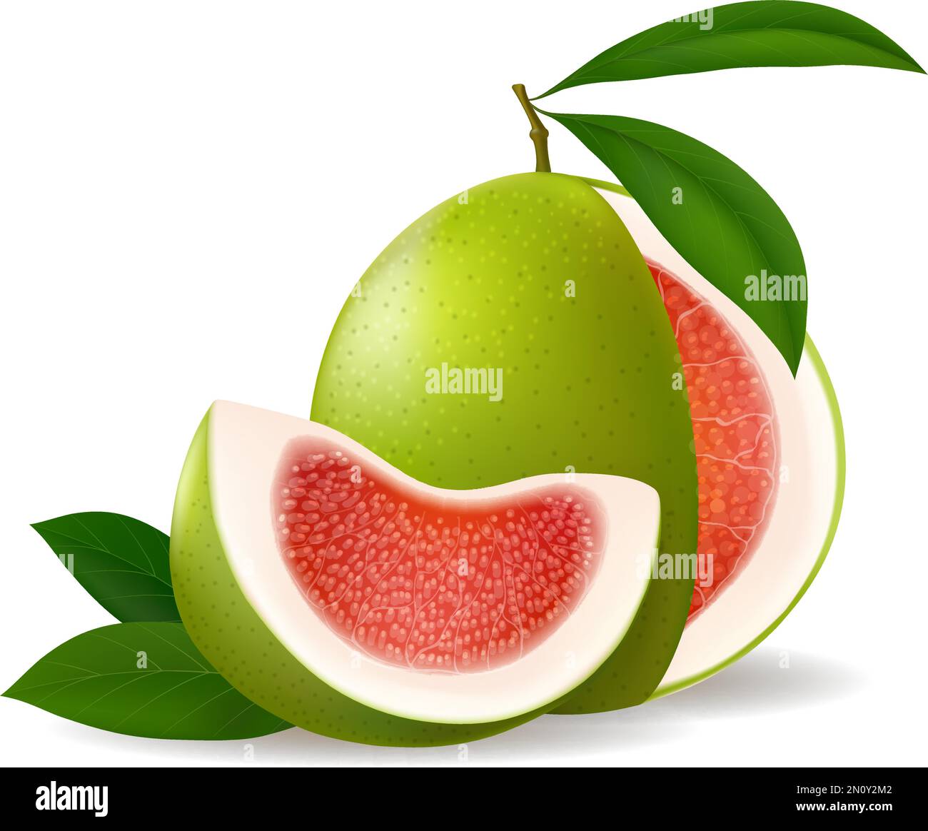 Ripe pomelo fruit Stock Vector Image & Art Alamy