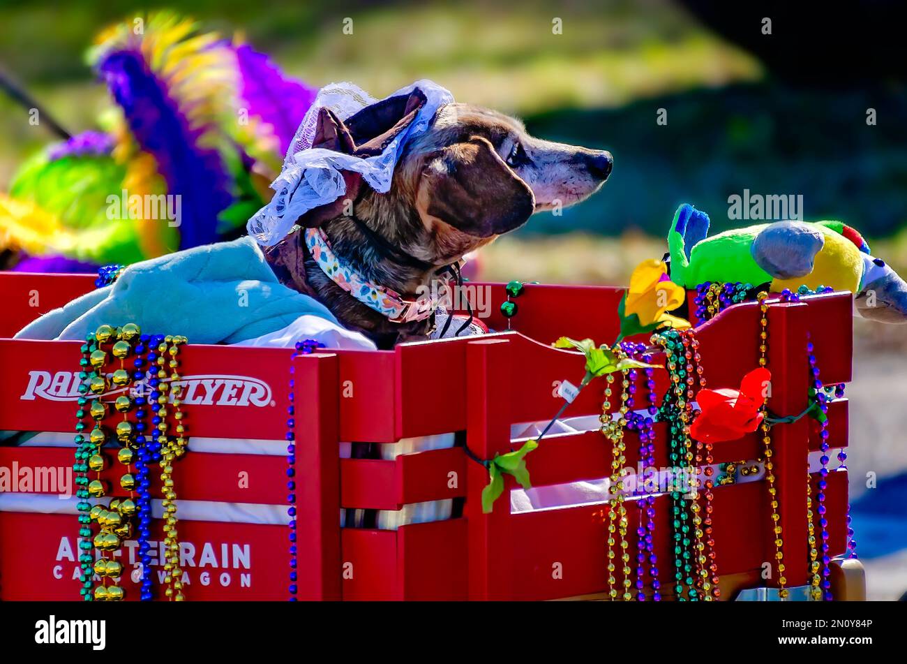 mardi gras 2025 dauphin island alabama