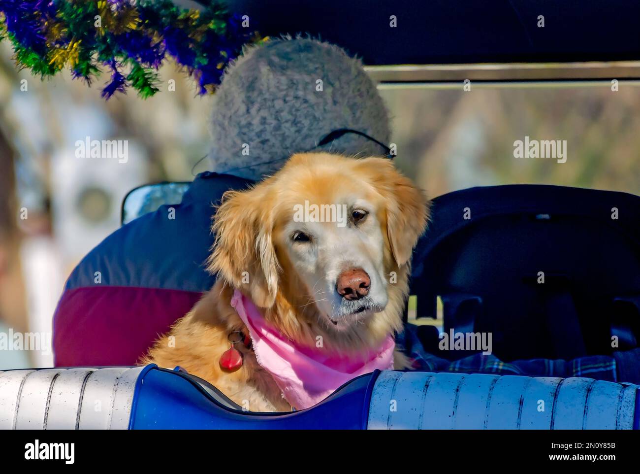 A Golden Retriever rides in a golf cart during the Mystic Krewe of