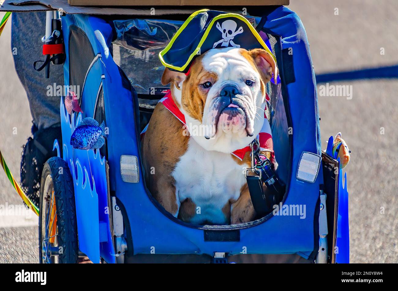 An English bulldog dressed as a pirate rides in a stroller during the Mystic Krewe of Salty Paws Mardi Gras parade in Dauphin Island, Alabama. Stock Photo