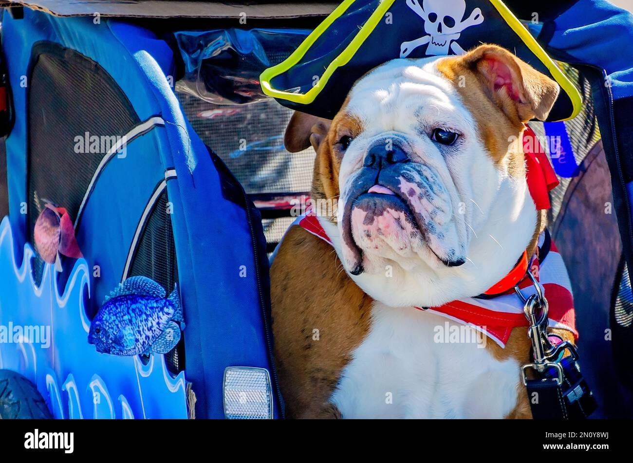 An English bulldog dressed as a pirate rides in a stroller during the Mystic Krewe of Salty Paws Mardi Gras parade in Dauphin Island, Alabama. Stock Photo