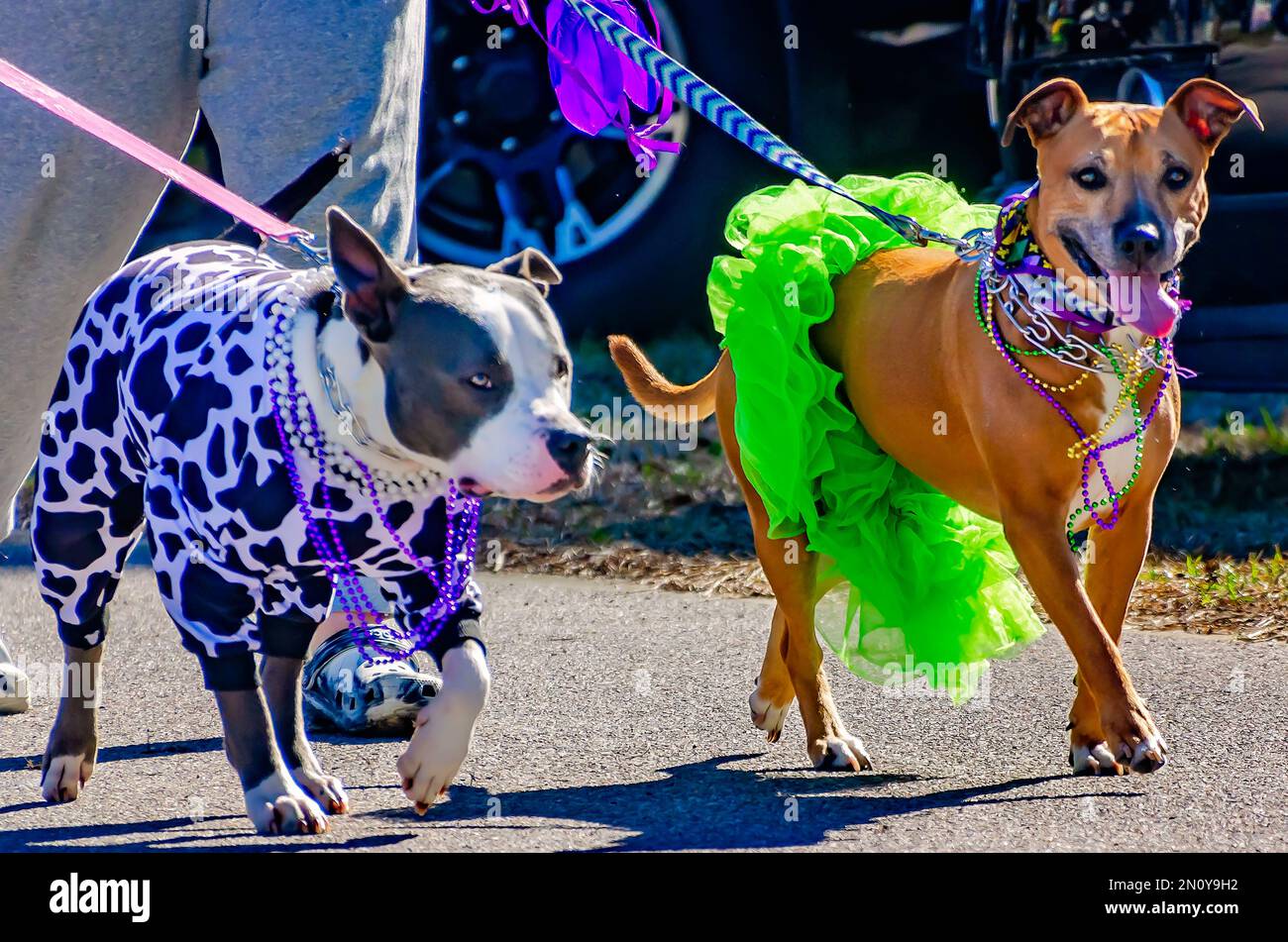 Dogs dressed in costume walk in the Mystic Krewe of Salty Paws Mardi