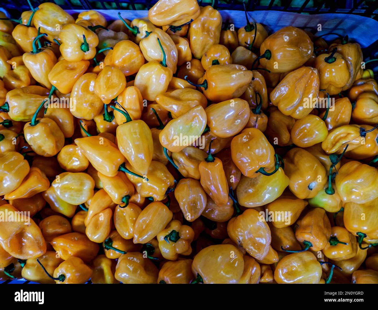 Orange healthy sweet bell peppers ripe raw and organic - a large quantity ready for purchase Stock Photo