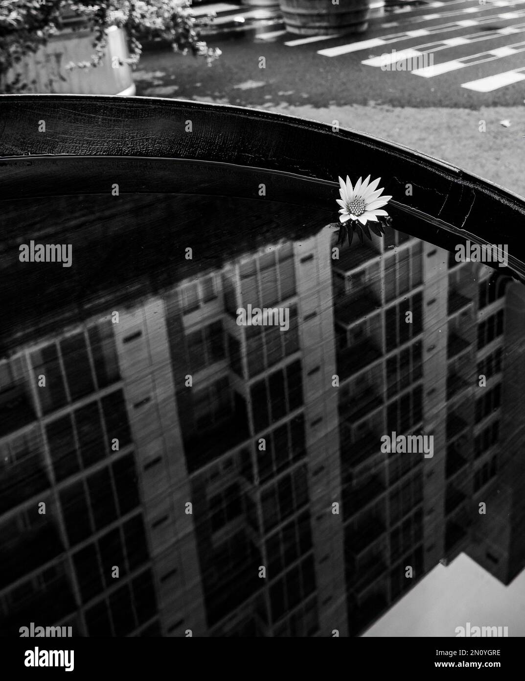 Reflection of a building in a body of water with a floating daisy Stock Photo