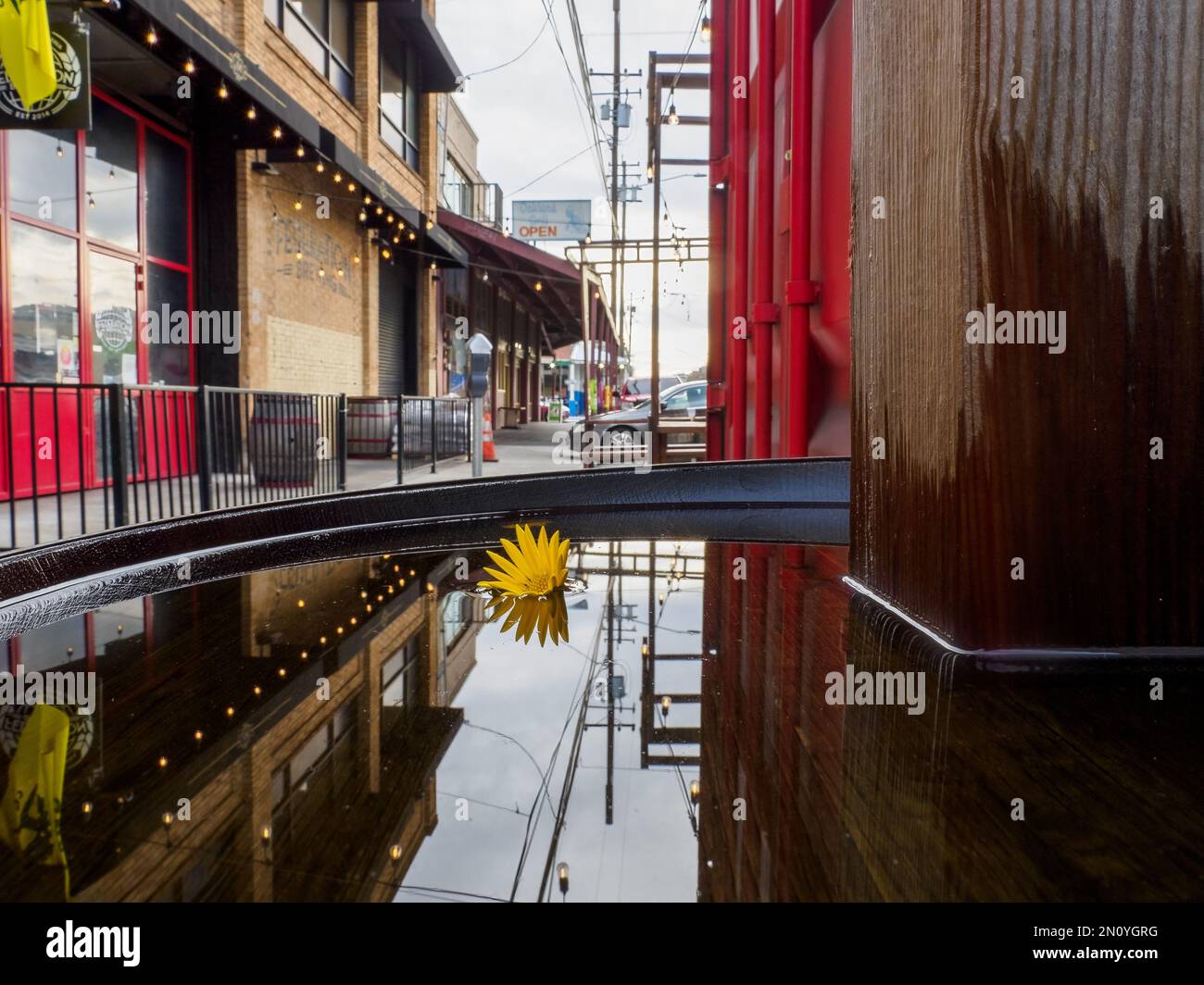 Yellow daisy floating with a building and light reflecting in a body of water Stock Photo