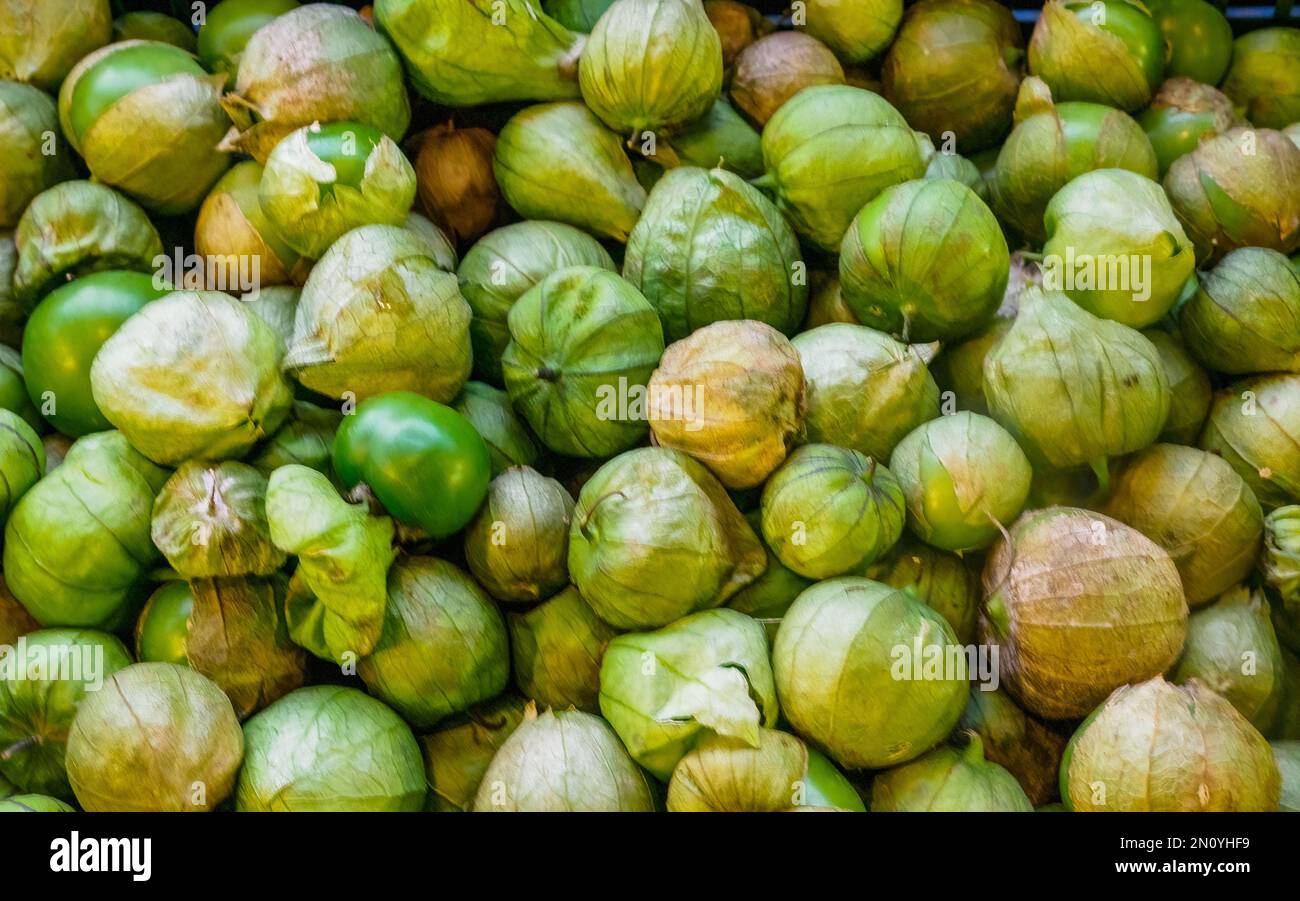 Organic Mexican Tomatillo - an organic healthy ingredient showing some in husk and some outside the husk. Stock Photo
