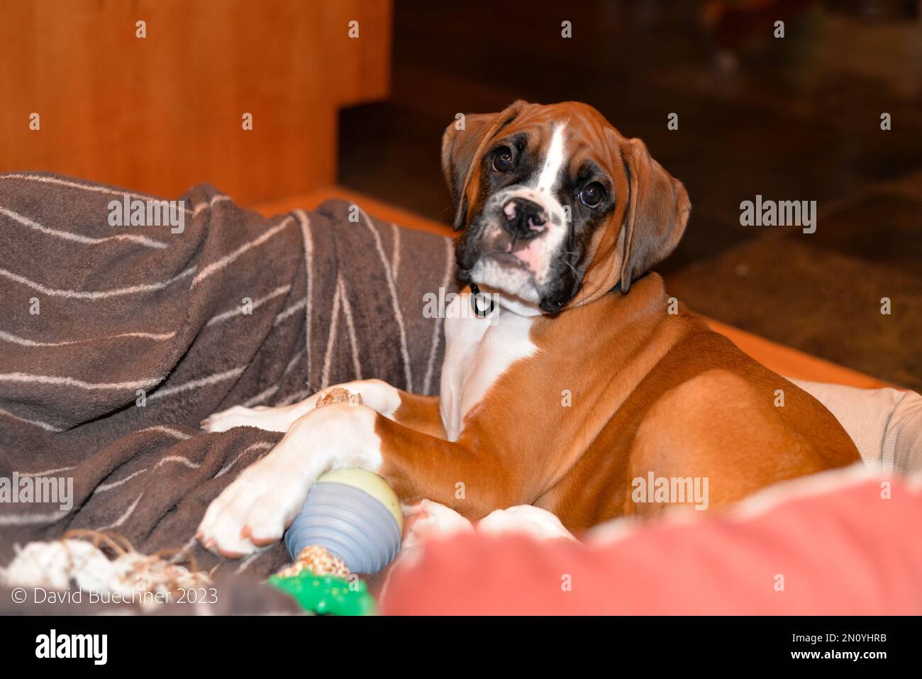 Cute Boxer Puppy Fawn In his bed Stock Photo